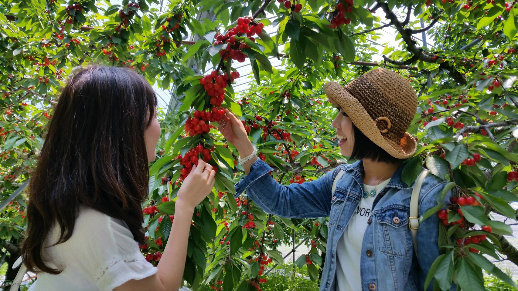 Fruit Picking in Gunma