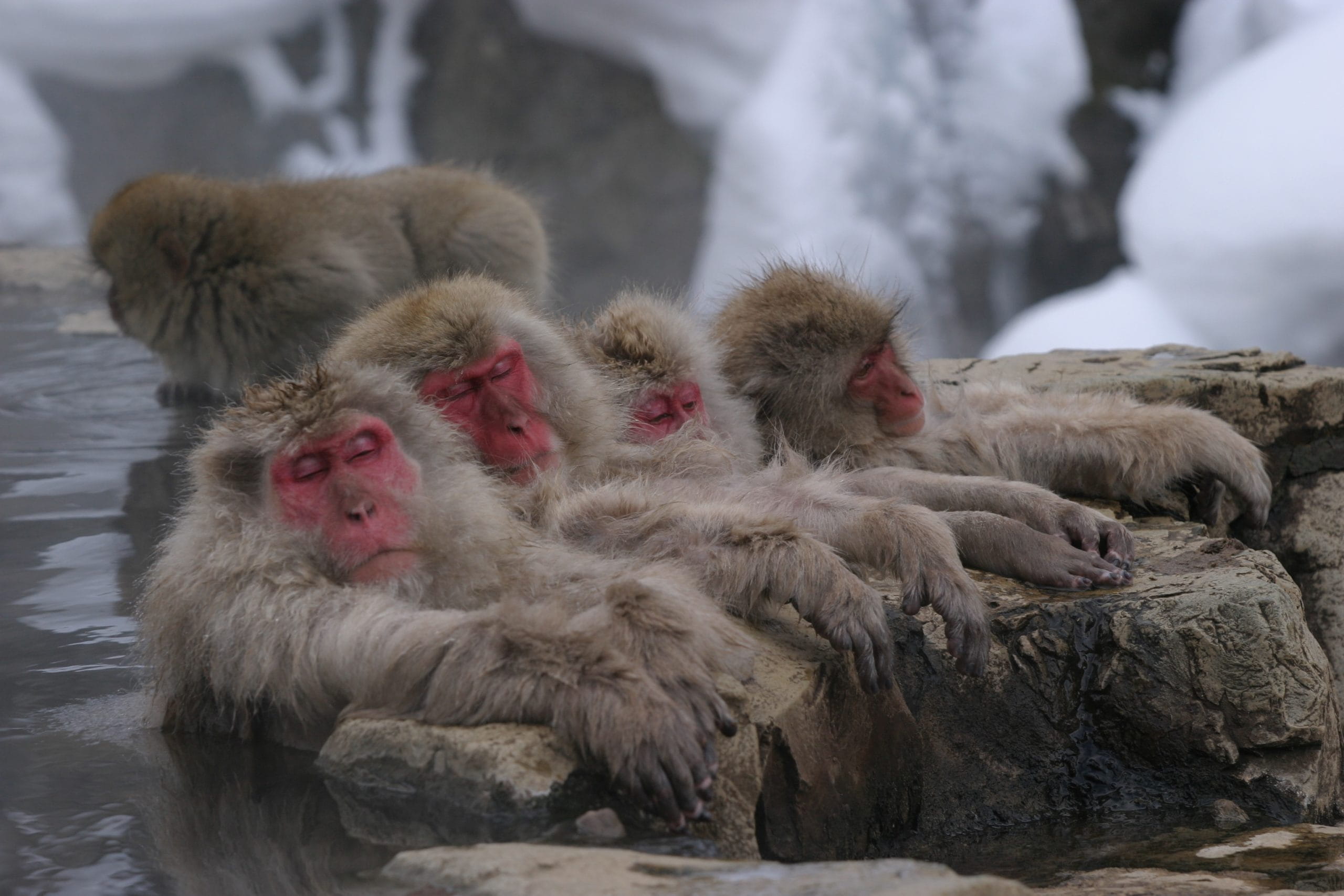 Enjoy the changing beauty of cherry blossoms, fall leaves, and snow monkeys all in the ironically nicknamed Hell’s Valley.
