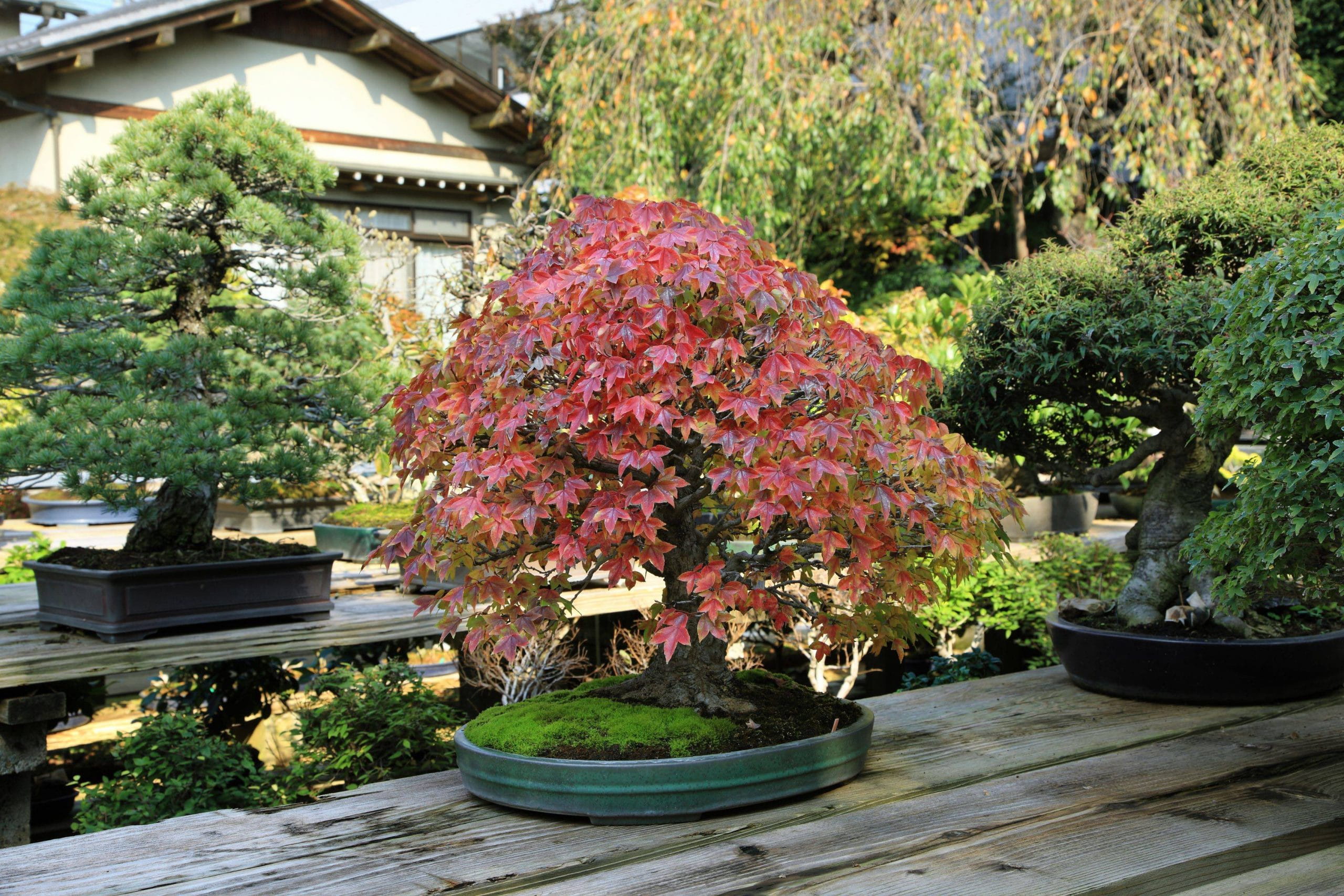 Get to know the world of bonsai at Saitama’s Omiya Bonsai Village.