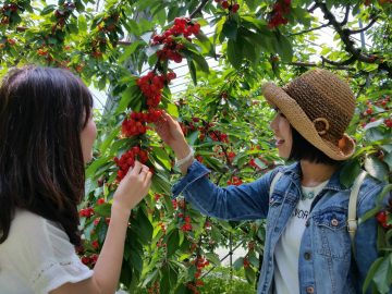 Picking the Perfect Fruits on a Gunma Farm