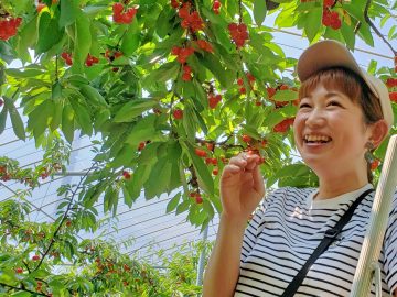 Picking the Perfect Fruits on a Gunma Farm
