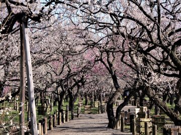 Experience the Classical Beauty & Culture of Kairakuen Garden & Kodokan Mito Han School