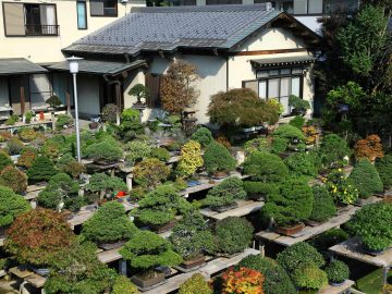 An Entire Village Dedicated to Bonsai Art