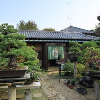 An Entire Village Dedicated to Bonsai Art