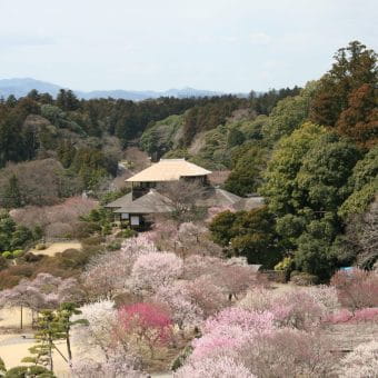 Experience the Classical Beauty & Culture of Kairakuen Garden & Kodokan Mito Han School