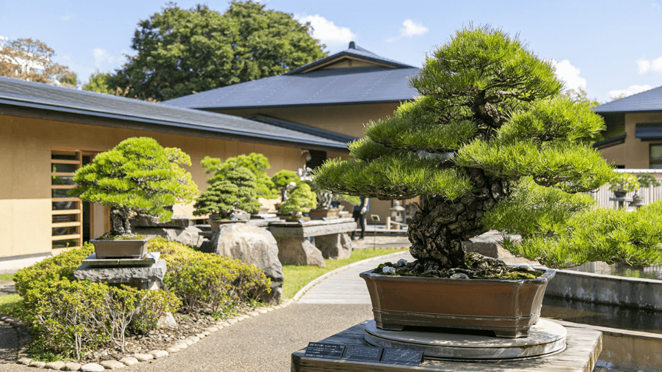Discover the Japanese art of bonsai at Omiya Bonsai Village